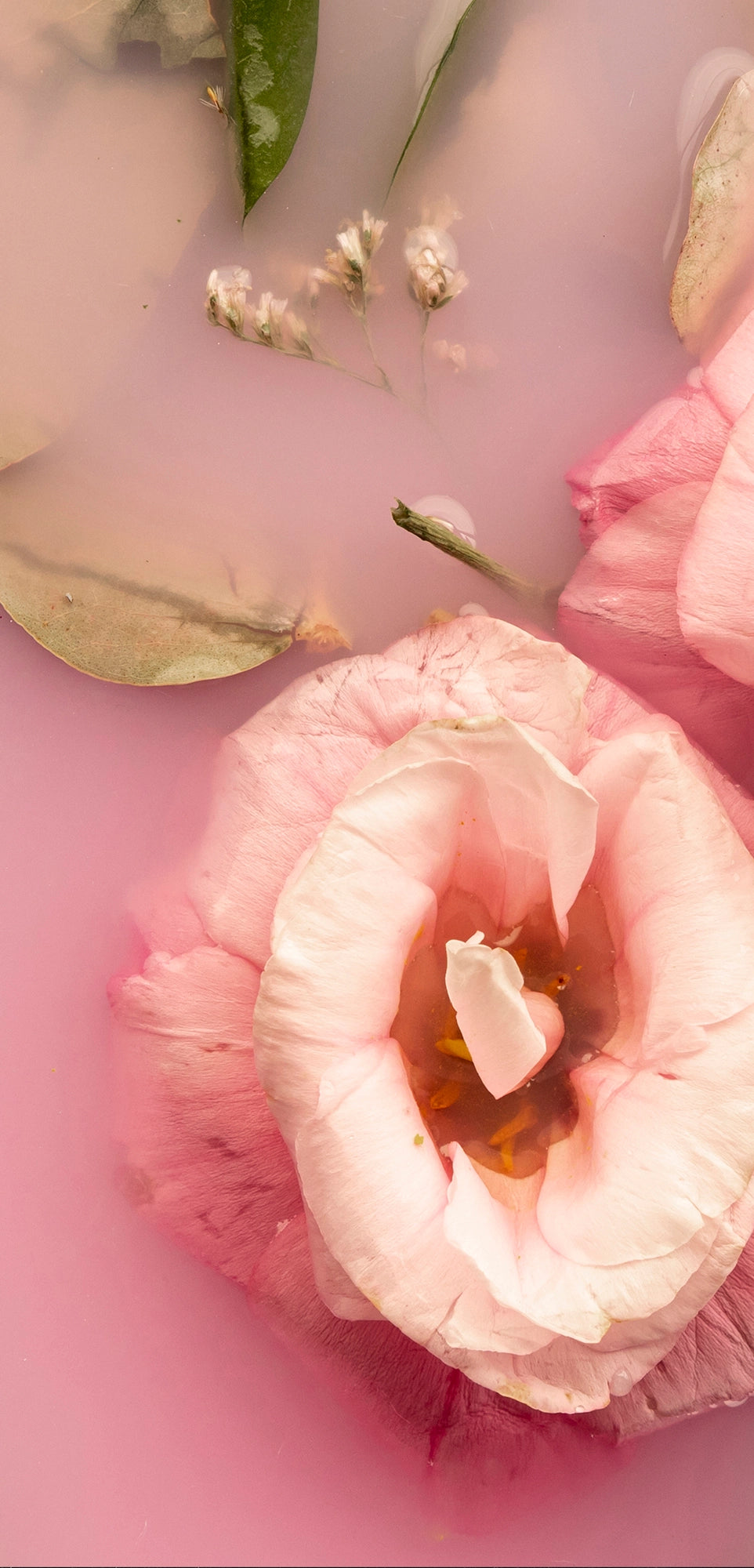 FX ‑ 153 Rose Reverie Set flexible marble panel showcasing two pale‑pink lisianthus blossoms floating in milky, rose‑tinted water, accented by muted eucalyptus leaves and delicate baby’s‑breath sprigs, by Dunya Home Design.