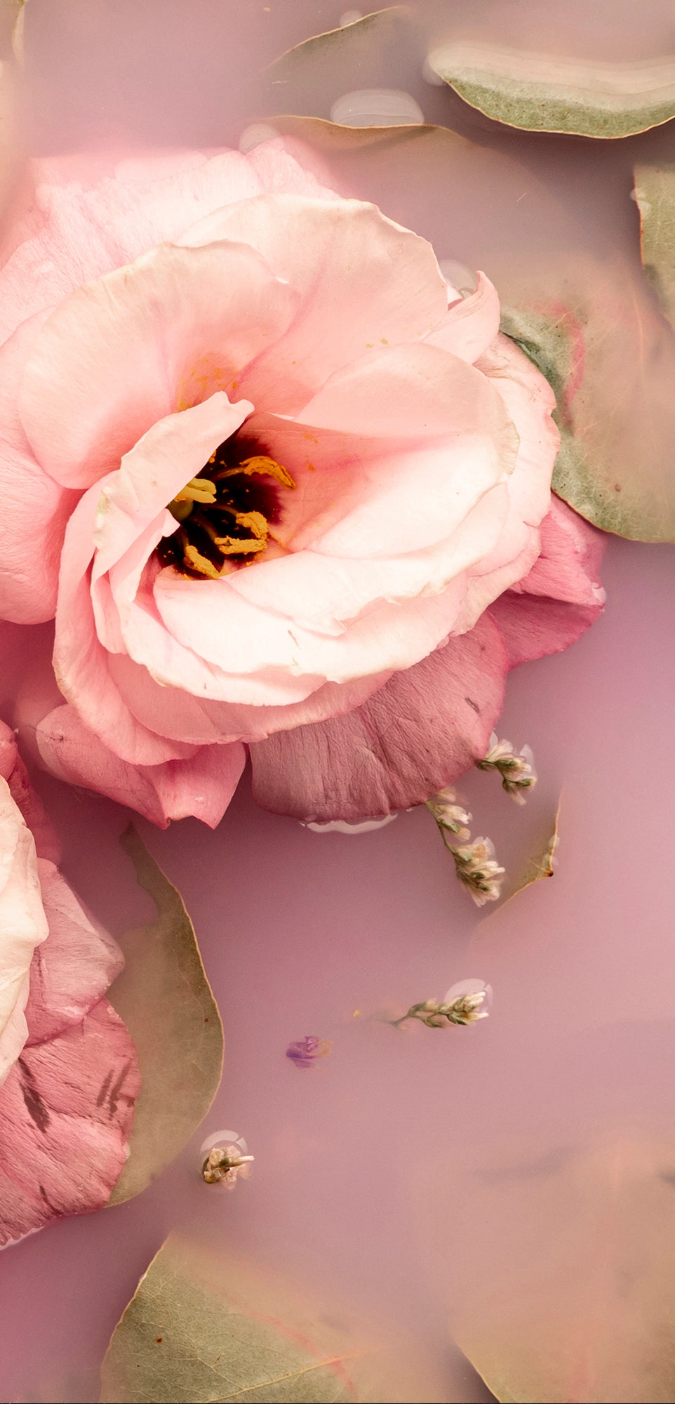 FX ‑ 153 Rose Reverie Set flexible marble panel showcasing two pale‑pink lisianthus blossoms floating in milky, rose‑tinted water, accented by muted eucalyptus leaves and delicate baby’s‑breath sprigs, by Dunya Home Design.